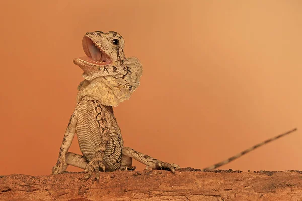 Young frilled lizard (Chlamydosaurus kingii) is developing his neck to frighten predators.