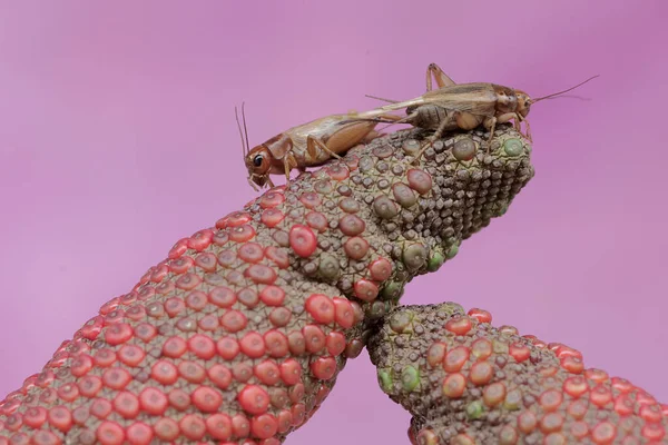 Two Field Crickets Eating Anthurium Seeds Insect Has Scientific Name — Photo