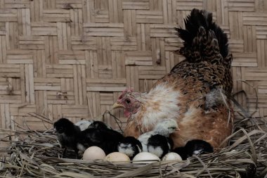 A mother hen is playing with her newly hatched babies while incubating her eggs. This animal has the scientific name Gallus gallus domesticus.