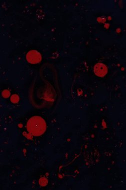 Bright red paint splashes on a thinner solution forming an abstract pattern. Selective focus on black background.