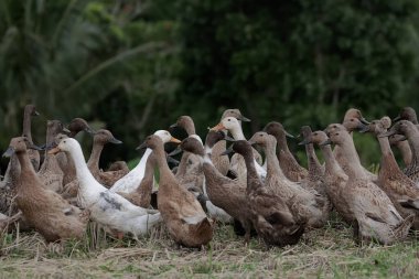Bir grup Hintli kaçak ördek pirinç tarlalarında yiyecek arıyor. Yumurtaları ve eti için yetiştirilen bu hayvanın bilimsel adı Anas Platyrhynchos domesticus..