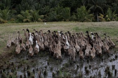 Bir grup Hintli kaçak ördek pirinç tarlalarında yiyecek arıyor. Yumurtaları ve eti için yetiştirilen bu hayvanın bilimsel adı Anas Platyrhynchos domesticus..