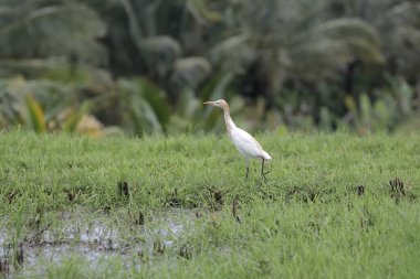 Bir Javan havuzu balıkçıl yeni hasat edilmiş pirinç tarlasında yiyecek arıyor. Bu kuşun bilimsel adı Ardeola Specosa.