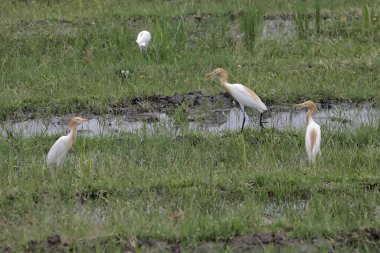 Bir grup Javan balıkçıl, yeni hasat edilmiş pirinç tarlasında yiyecek arıyorlar. Bu kuşun bilimsel adı Ardeola Specosa.