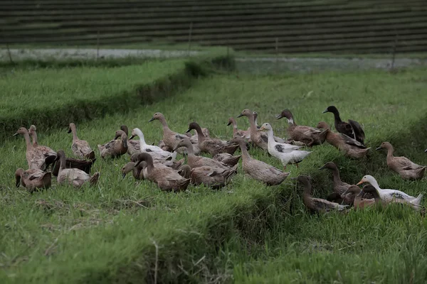 A group of Indian runner ducks are looking for food in the rice fields. This animal, which is often cultivated for its eggs and meat, has the scientific name Anas platyrhynchos domesticus.