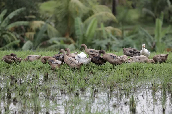 A group of Indian runner ducks are looking for food in the rice fields. This animal, which is often cultivated for its eggs and meat, has the scientific name Anas platyrhynchos domesticus.