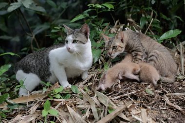 A pair of cats are guarding their three babies from predators. This mammal, which is often used as a pet, has the scientific name Felis catus.