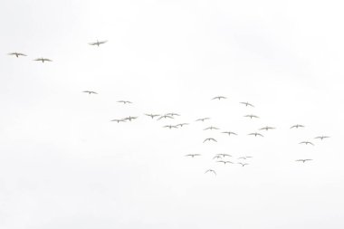 Birkaç Javan balıkçılları geniş gökyüzünde özgürce uçuyorlardı. Bu kuşun bilimsel adı Ardeola Specosa.