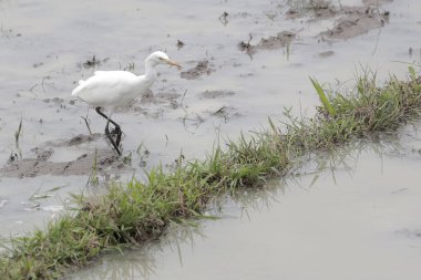 Bir Javan balıkçıl kuşu pirinç tarlalarında yiyecek arıyor. Bu kuşun bilimsel adı Ardeola Specosa.