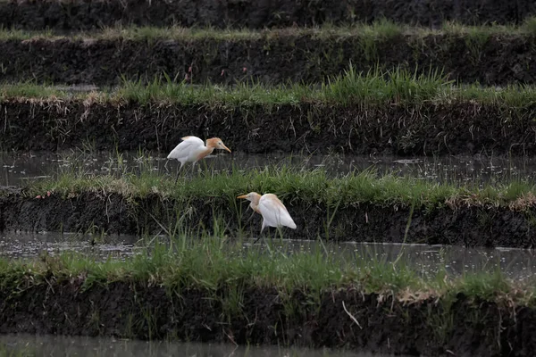 Zwei Javanische Teichreiher Suchen Den Reisfeldern Nach Nahrung Dieser Vogel — Stockfoto
