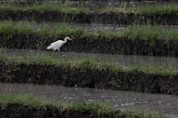 Ein Javanischer Teichreiher Sucht Den Reisfeldern Nach Nahrung Dieser Vogel — Stockfoto