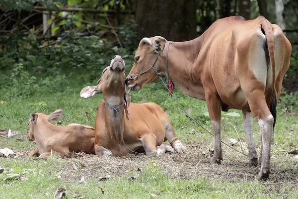 Par Vacas Javanesas Están Protegiendo Sus Pantorrillas Los Depredadores Este —  Fotos de Stock