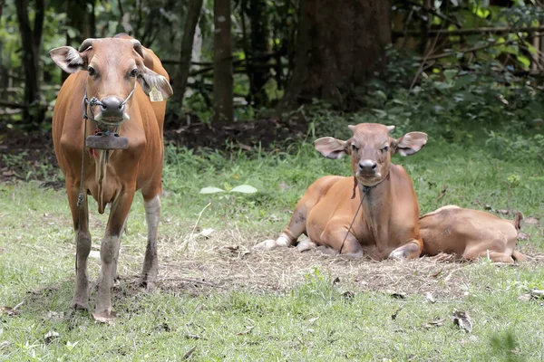 Par Vacas Javanesas Están Protegiendo Sus Pantorrillas Los Depredadores Este —  Fotos de Stock