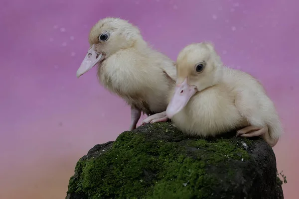 stock image Two young muscovy ducks resting on a rock overgrown with moss. This duck has the scientific name Cairina moschata.