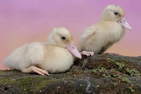 Dois Jovens Patos Musgosos Que Descansam Sobre Uma Rocha Coberta — Fotografia de Stock