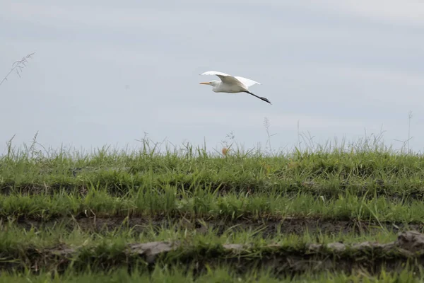 Ein Javanischer Teichreiher Sucht Den Reisfeldern Nach Nahrung Dieser Vogel — Stockfoto