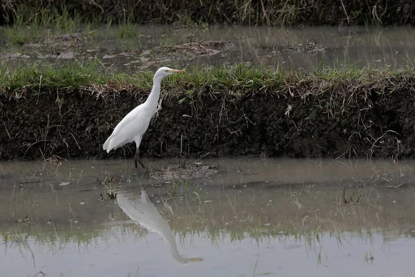 Estanque Javan Garza Está Buscando Comida Los Campos Arroz Esta — Foto de Stock