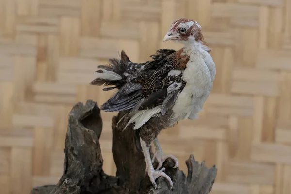 Молодой Цыпленок Ищет Еду Выветриваемом Стволе Дерева Животное Имеет Научное — стоковое фото
