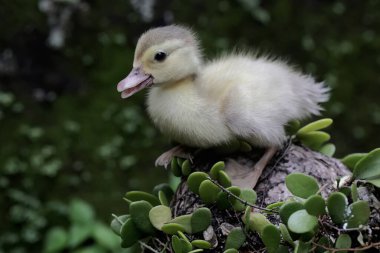 Yumurtadan yeni çıkmış bir ördek ya da barbar ördek çalılıklarda yem bulmayı öğreniyor. Bu ördeğin bilimsel adı Cairina Moschata.. 