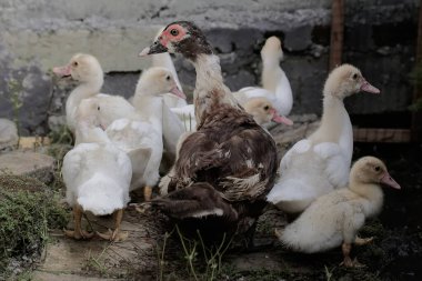 Bir grup genç, kaslı ördek dinleniyor. Bu ördeğin bilimsel adı Cairina Moschata..