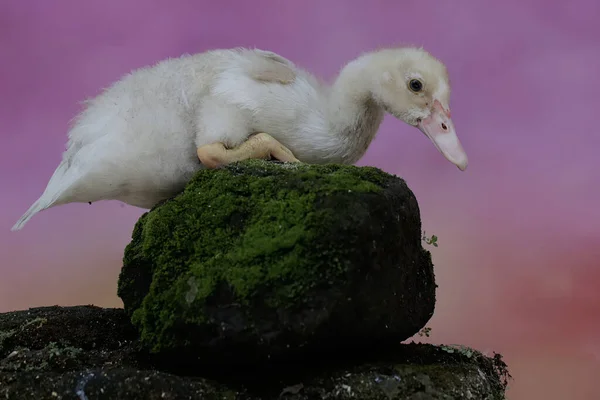 Pato Moscovita Descansando Sobre Una Roca Cubierta Musgo Este Pato — Foto de Stock