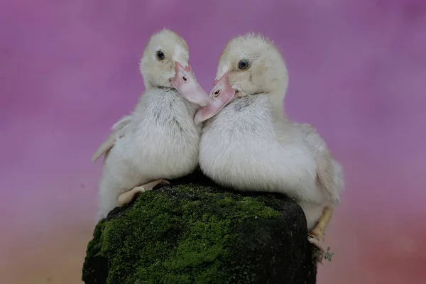 Deux Jeunes Canards Musqués Reposant Sur Rocher Recouvert Mousse Canard — Photo
