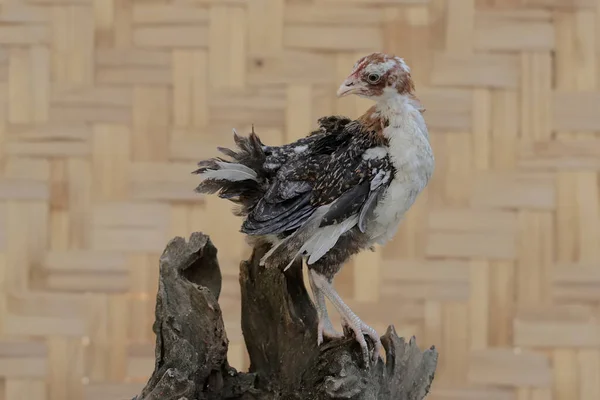 Ein Junges Huhn Auf Nahrungssuche Einem Verwitterten Baumstamm Dieses Tier — Stockfoto