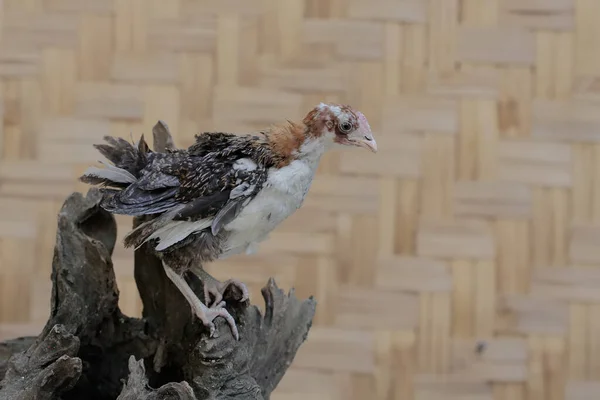 Pollo Joven Buscando Comida Tronco Árbol Envejecido Este Animal Tiene — Foto de Stock
