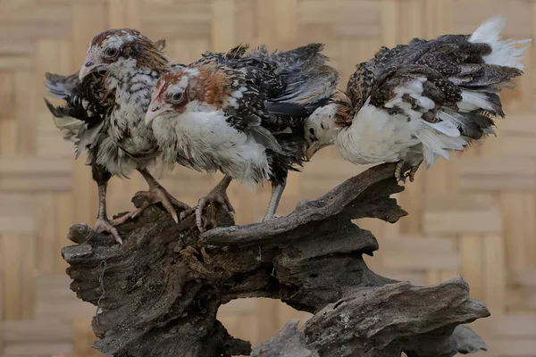 Tre Kycklingar Letar Efter Mat Väderbiten Trädstam Detta Djur Har — Stockfoto