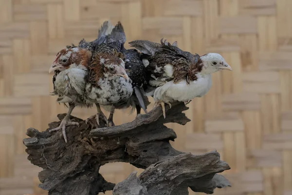 Tres Pollos Jóvenes Buscando Comida Tronco Árbol Envejecido Este Animal — Foto de Stock