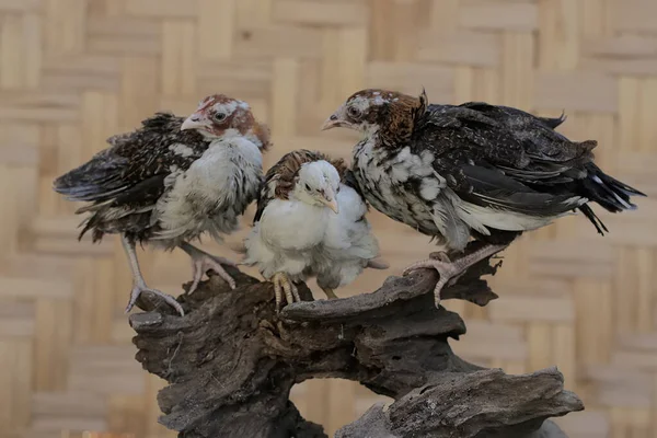 3人の若い鶏が木の幹で食べ物を探しています 学名はGallus Galus Domesticus — ストック写真