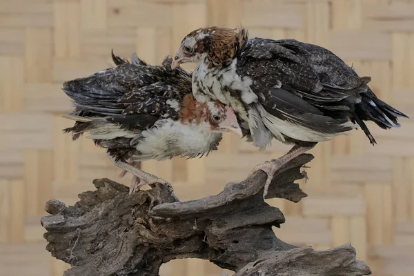 Dvě Kuřata Hledající Potravu Ošlehaném Kmeni Stromu Toto Zvíře Vědecké — Stock fotografie
