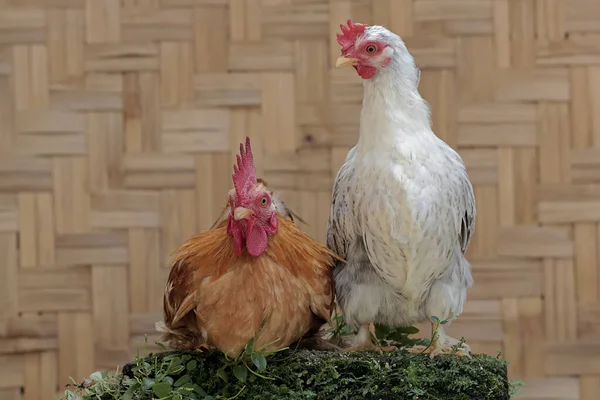 Eine Henne Und Ein Hahn Sind Auf Der Futtersuche Auf — Stockfoto