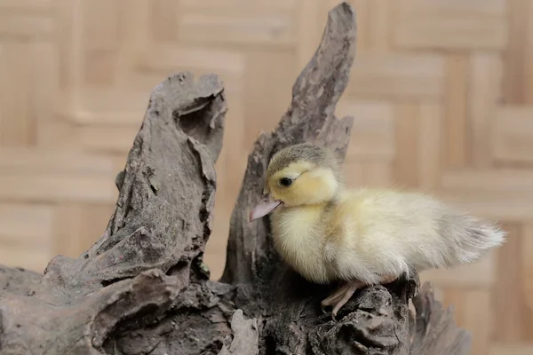 刚从蛋中孵出的麝香鸭或巴巴里鸭正在学习在灌木丛中觅食 这只鸭子的学名是Keyina Moschata — 图库照片