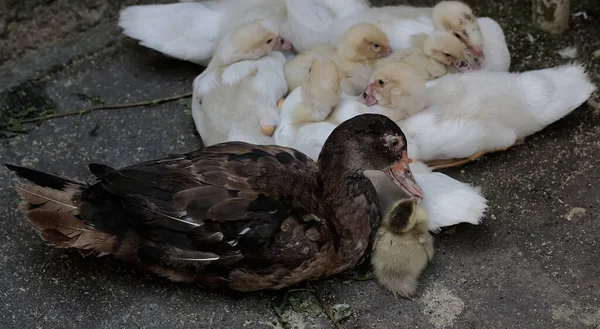 Eine Moskauer Entenmutter Ist Mit Ihren Babys Auf Nahrungssuche Diese — Stockfoto