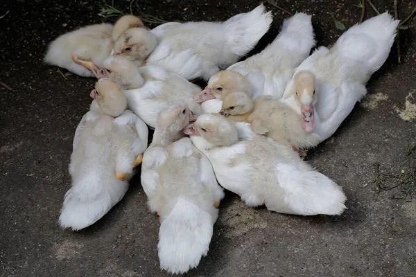 Número Patos Moscovitas Jóvenes Descansando Corrales Cría Este Pato Tiene — Foto de Stock