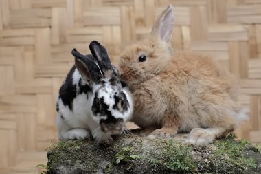 Bir çift tavşan yosun kaplı bir kayanın üzerinde yiyecek arıyorlardı. Bu kemirgenin bilimsel adı Lepus negricollis..