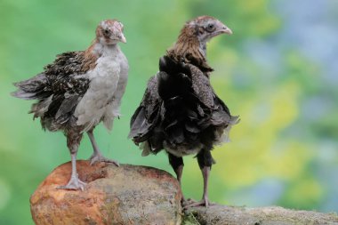 Üç genç tavuk, yosun kaplı bir kayanın üzerine düşen olgun bir papayayı yiyorlardı. Bu hayvanın bilimsel adı Gallus gallus domesticus..