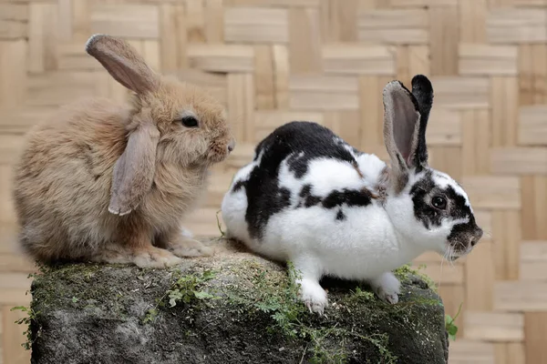 Bir Çift Tavşan Yosun Kaplı Bir Kayanın Üzerinde Yiyecek Arıyorlardı — Stok fotoğraf