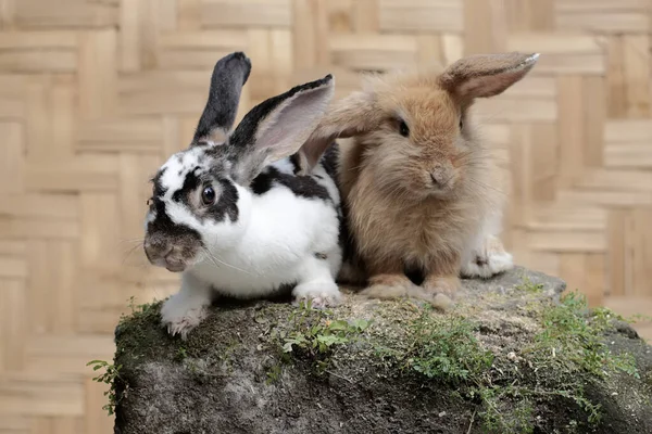 苔で覆われた岩の上で ウサギのペアが食べ物を探していた 学名はLepus Negricollis — ストック写真