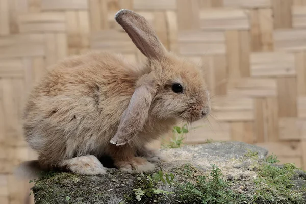 Conejo Está Buscando Comida Una Roca Cubierta Musgo Este Roedor —  Fotos de Stock