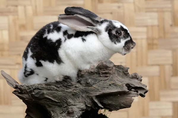 Ein Kaninchen Sucht Auf Einem Mit Moos Bewachsenen Felsen Nach — Stockfoto