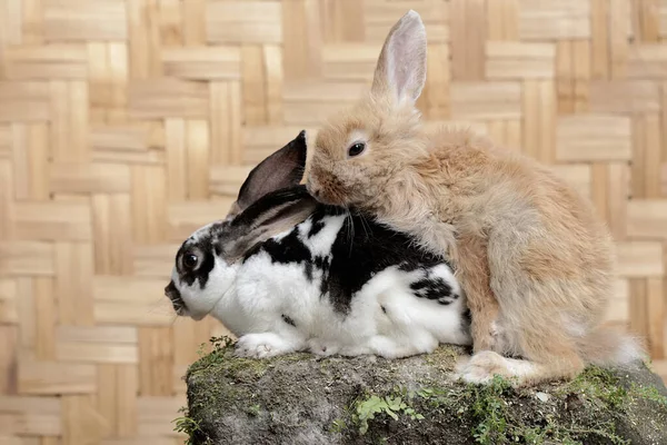 Ένα Ζευγάρι Κουνελιών Έψαχναν Για Τροφή Ένα Βράχο Κατάφυτο Βρύα — Φωτογραφία Αρχείου