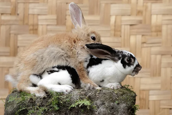 苔で覆われた岩の上で ウサギのペアが食べ物を探していた 学名はLepus Negricollis — ストック写真