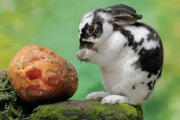 若いウサギが苔で覆われた岩の上に落ちた熟したパパイヤを食べていた 学名はLepus Negricollis — ストック写真