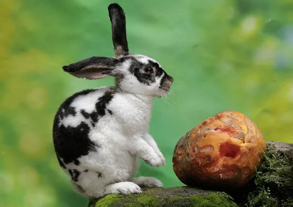 Genç Bir Tavşan Yosun Kaplı Bir Kayanın Üzerine Düşen Olgun — Stok fotoğraf