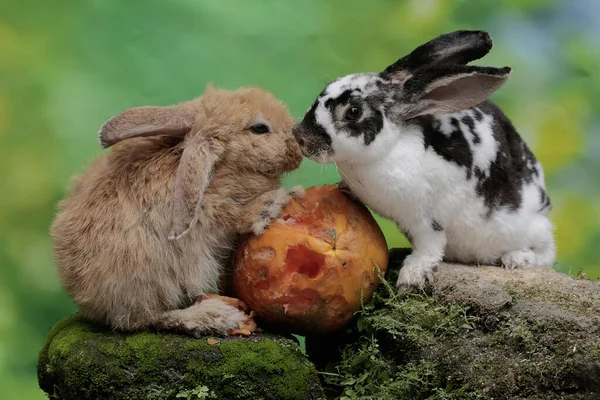 Bir Çift Tavşan Yosun Kaplı Bir Kayanın Üzerine Düşen Olgun — Stok fotoğraf