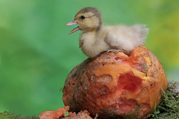 一只吃成熟木瓜的麝香鸭掉在长满青苔的岩石上这只鸭子的学名是Keyina Moschata — 图库照片
