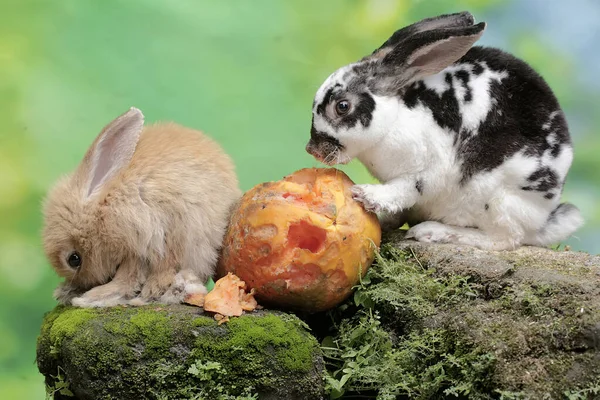 Pair Rabbits Eating Ripe Papaya Fell Rock Overgrown Moss Rodent — Stock Photo, Image