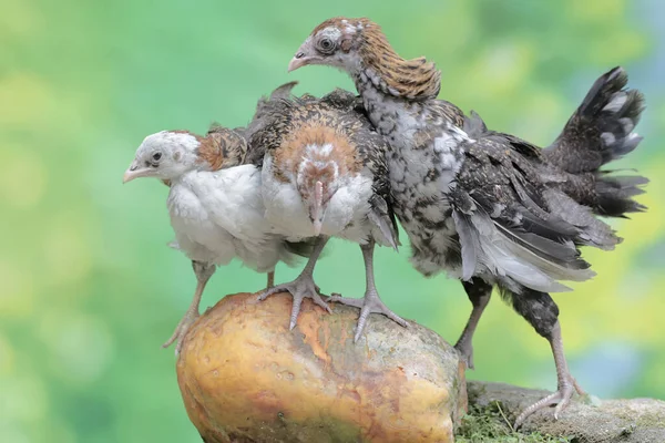 Drie Jonge Kippen Aten Een Rijpe Papaya Die Een Met — Stockfoto
